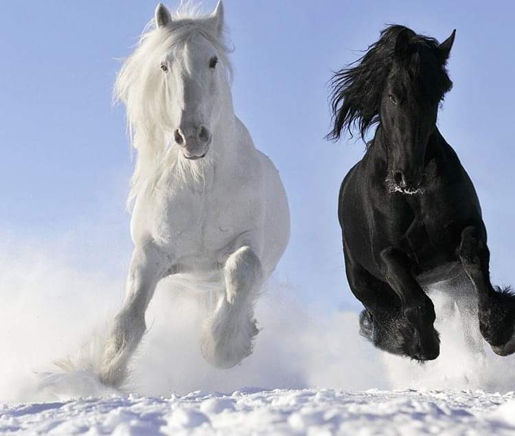 Chevaux en liberté — puissance